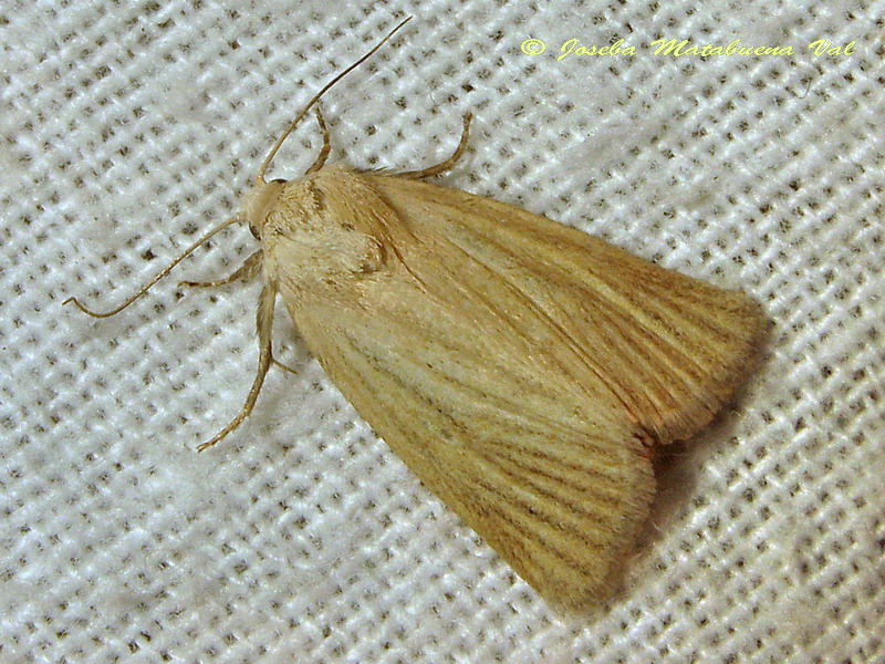 Photedes dulcis - Noctuidae